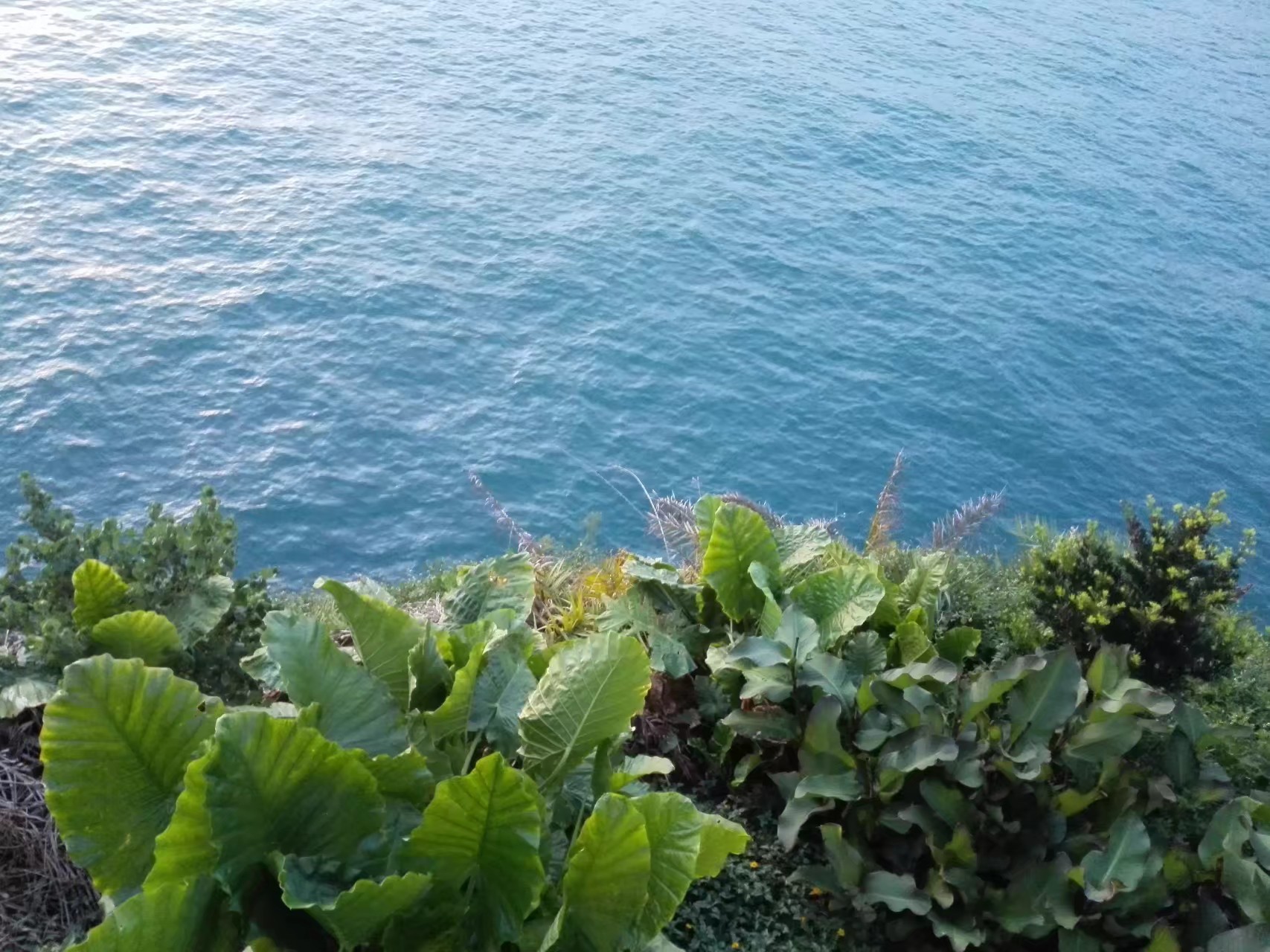 去北海涠洲岛感受海岛亚热带风情,去北海涠洲岛值得去不