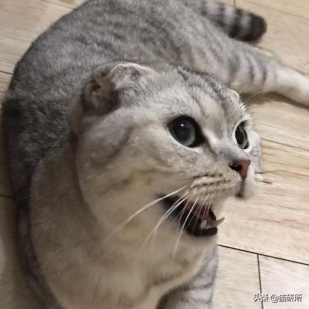 每天15分钟，医生手把手教你做17项猫咪全身检查