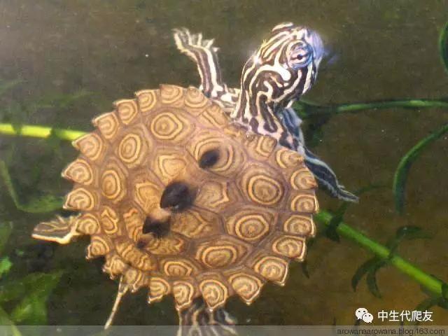 地图龟成体样子,地图龟种类及图解
