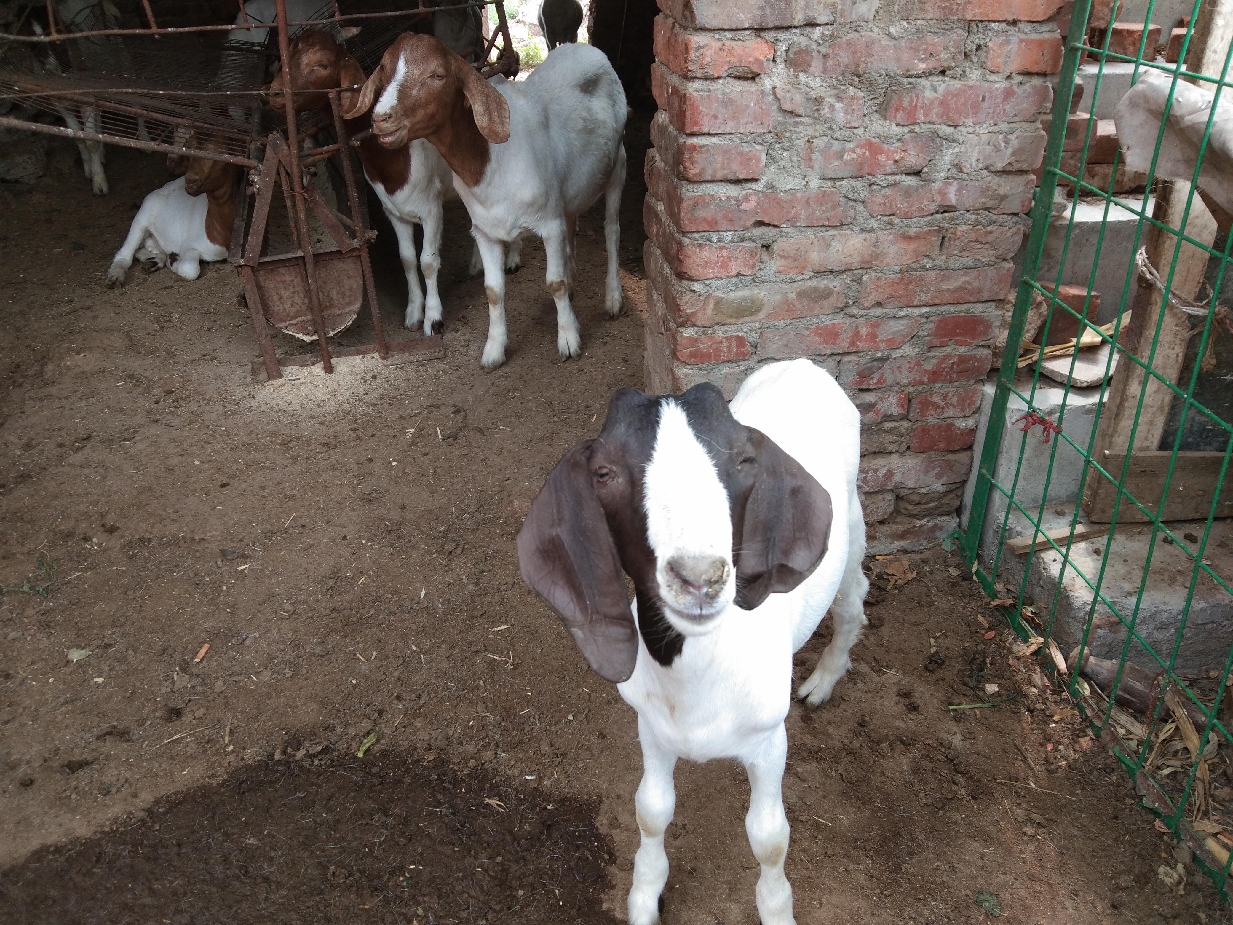 治疗和预防小羊羔软瘫的“万能”方子，收钱看病的请玩泥巴去吧