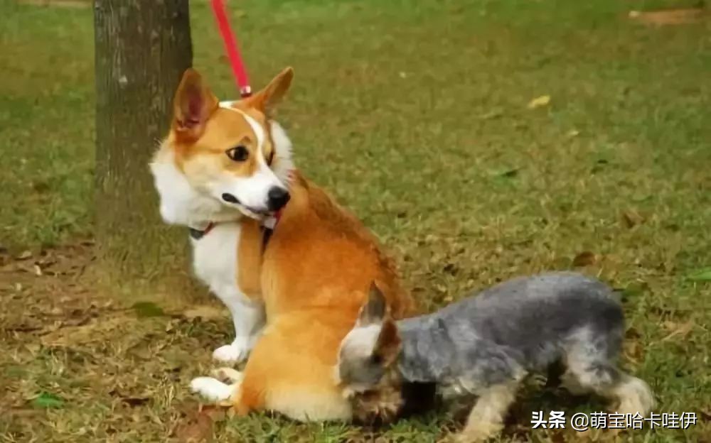 狗在家里闹怎么办,我家狗在外边流浪了两个月