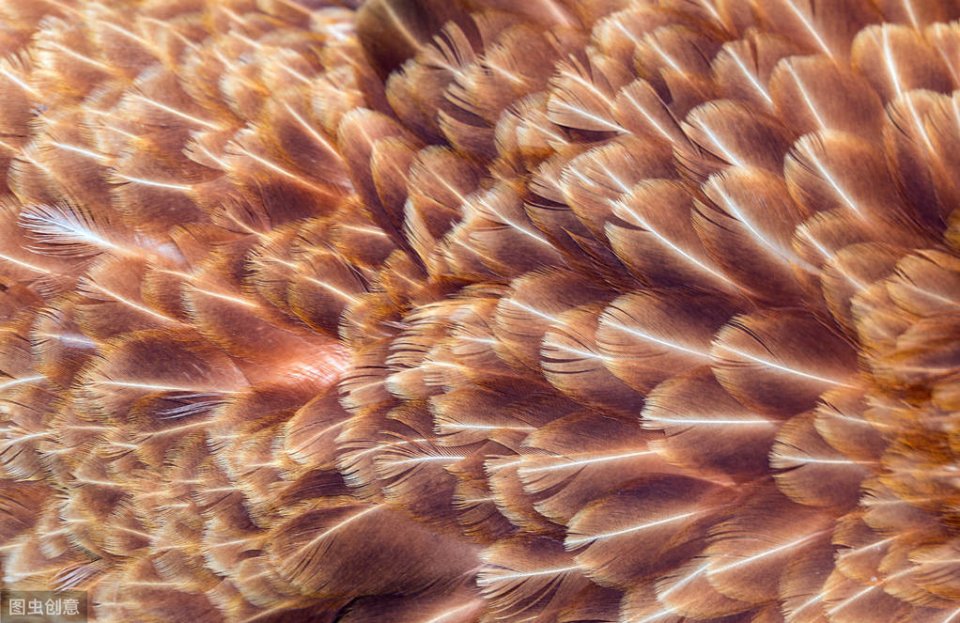 鸡支气管堵塞的土方法,鸡支气管堵塞最好的解决方法