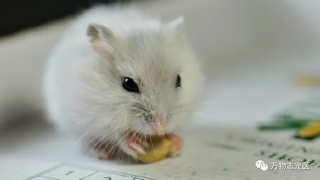仓鼠的常见疾病及应对方法,仓鼠肠道疾病怎么办