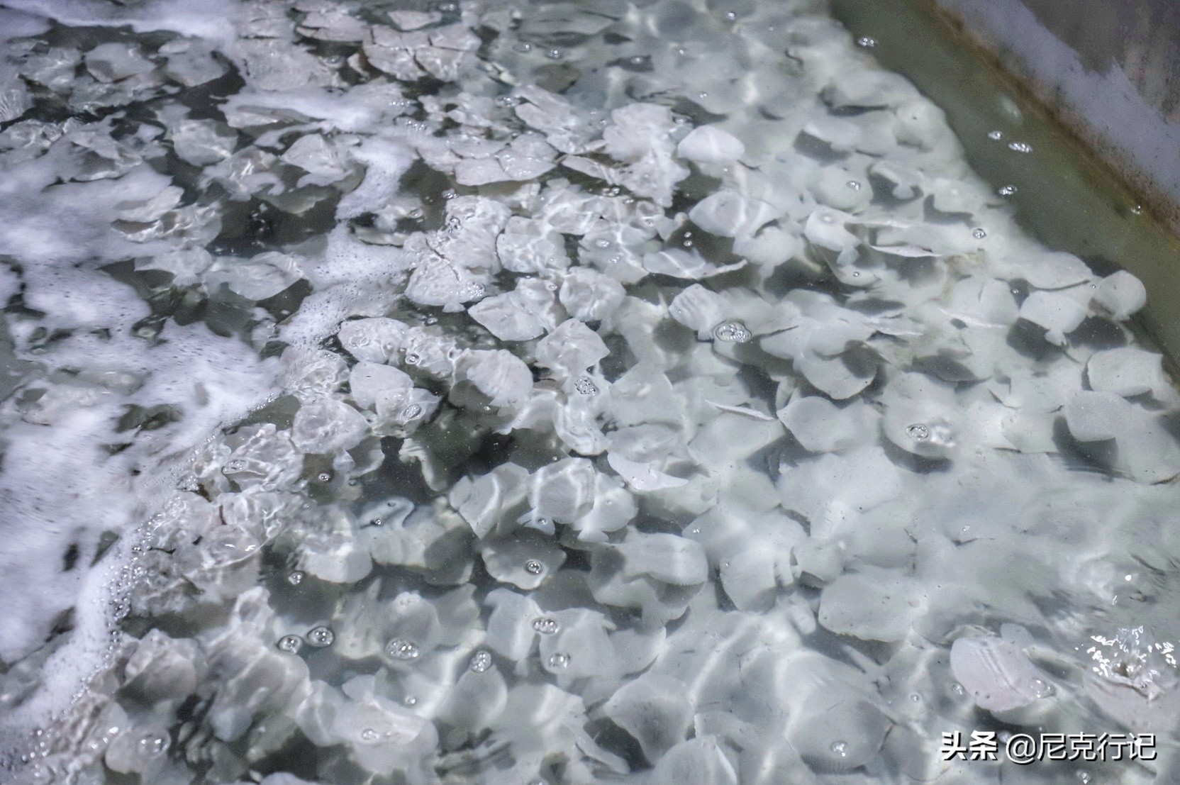 龙口的桑岛是活火山吗,龙口最大岛屿