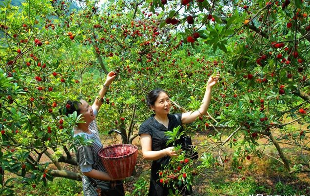 杨梅栽培技术与管理,杨梅种植管理技术