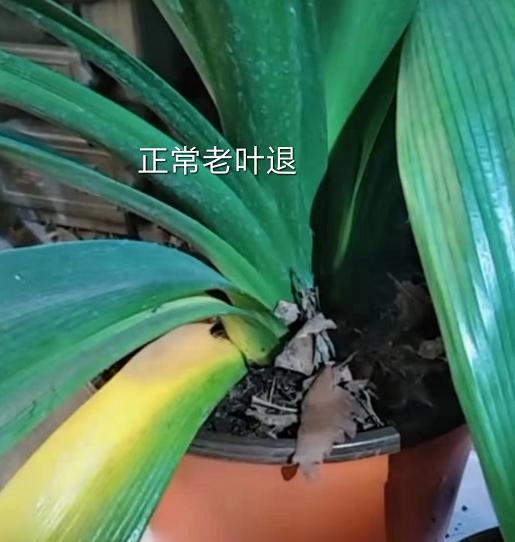 现在的君子兰怎么养小技巧图解,养君子兰的正确方法和技巧