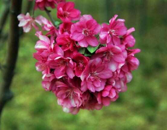 海棠花烂根怎么处理,海棠花烂根怎么修复