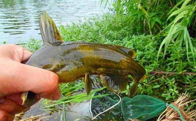 黄颡鱼肠炎用什么药,黄颡鱼肠炎烂身腐皮病的治疗措施