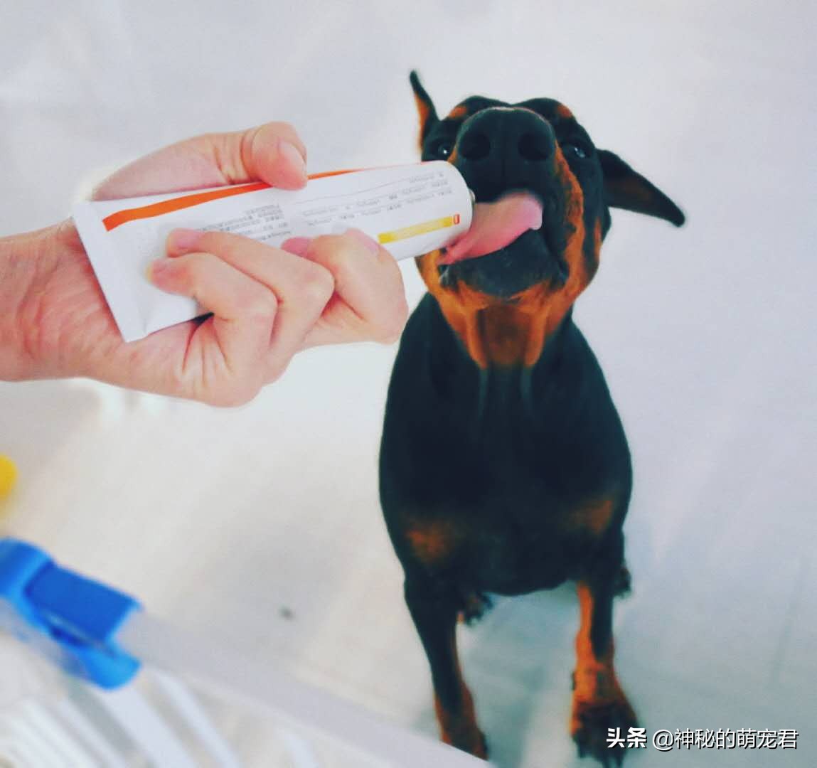 reddog猫咪化毛膏,reddog红狗化毛膏