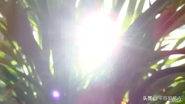 水培吊兰叶尖发黑可以剪掉吗,吊兰叶尖发黄怎么处理视频