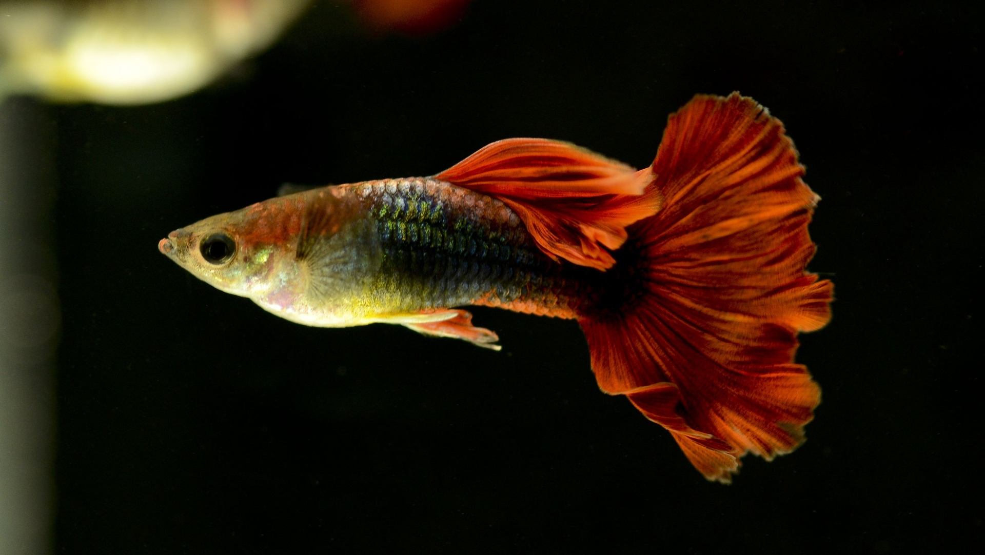 想养鱼要用加热棒吗,想养鱼又没有鱼缸