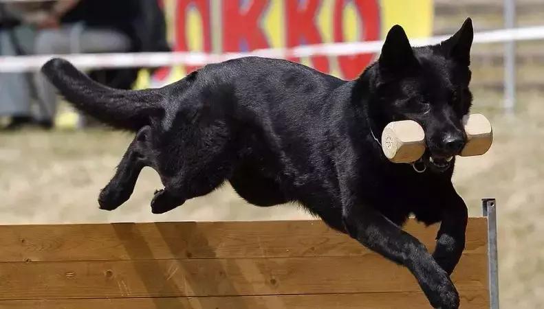 「希德勒之刃」综合素质接近完美的东德牧羊犬，了解一下？