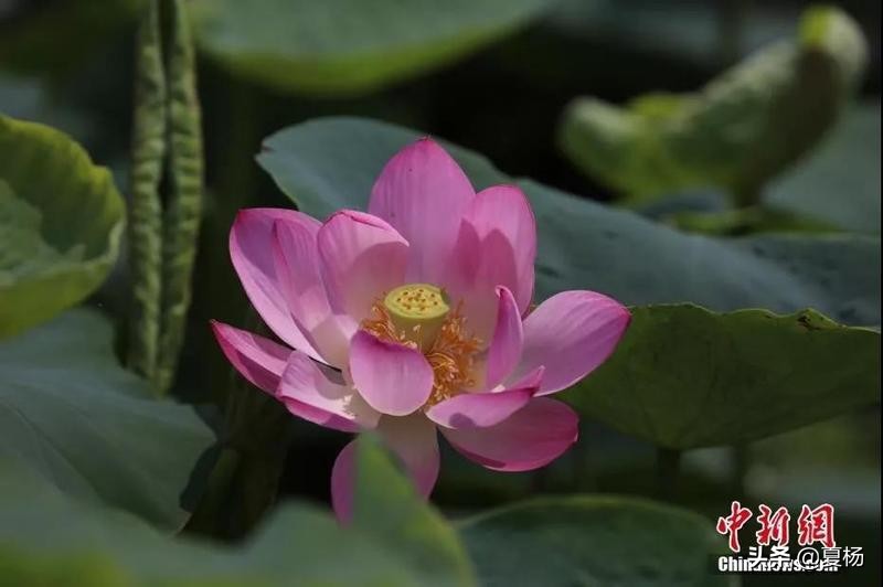 莲子埋入土里多久还可以发芽,莲子埋在泥里会发芽吗