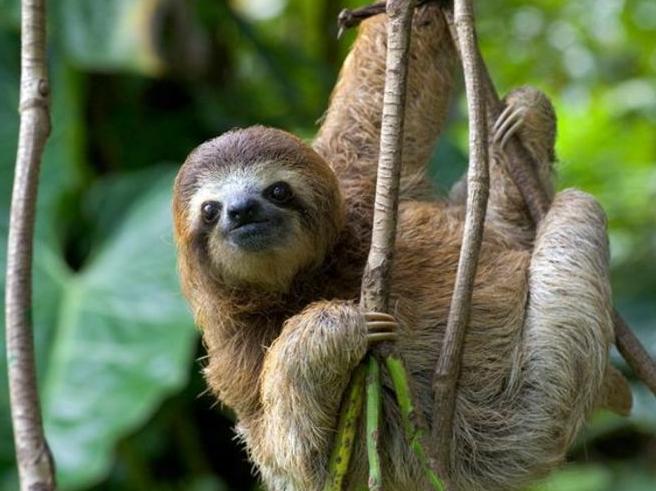 动物世界的生活方式,速度慢的动物世界