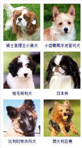 狗狗品种大全及图片超可爱宠物狗,宠物狗的常见品种名称大全