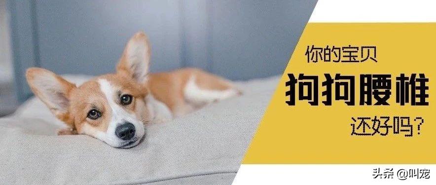 狗狗腰椎间盘突出症状,狗狗也会得癌症吗