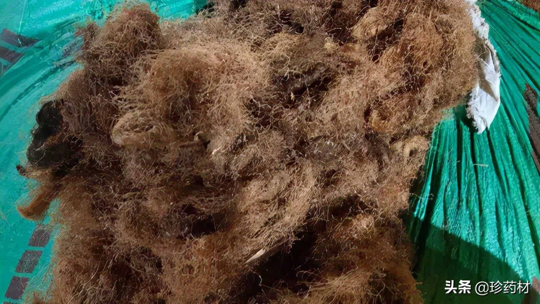 11月1日中药材市场快讯:金樱子、生地、红花、覆盆子、北沙参等