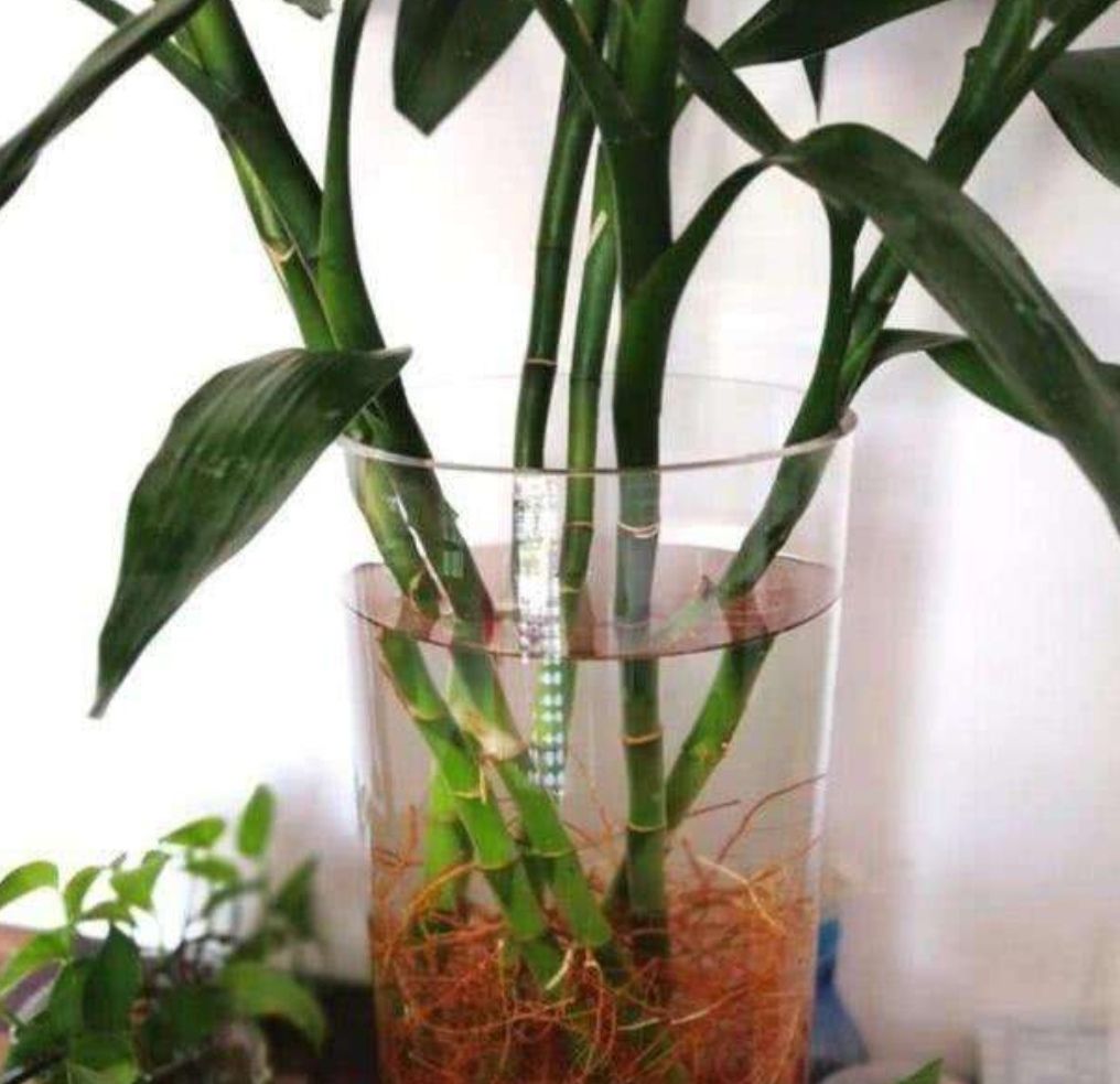 富贵竹爱长红蜘蛛吗,富贵竹黄叶爱喝什么水