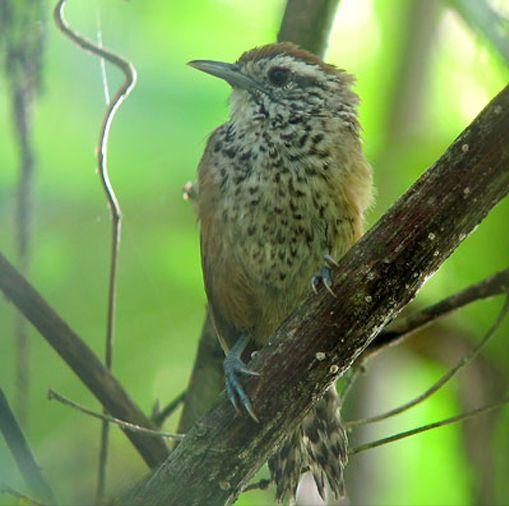 东江揽胜,惠州淡水常见鸟类图谱