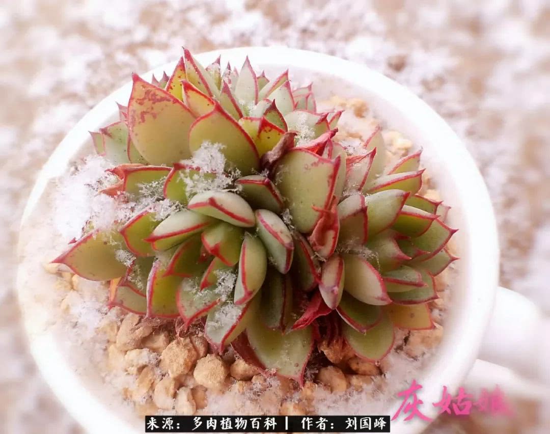 七百元打造的多肉王国，你还缺什么？