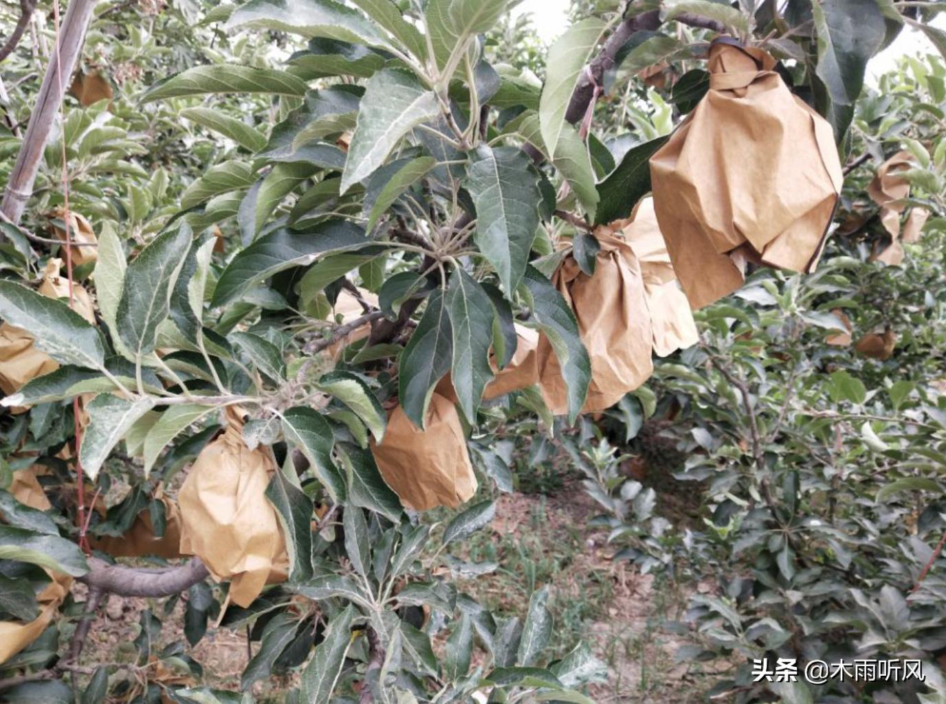 苹果树叶片边缘发黄怎么办,苹果树叶子发黄如何处理