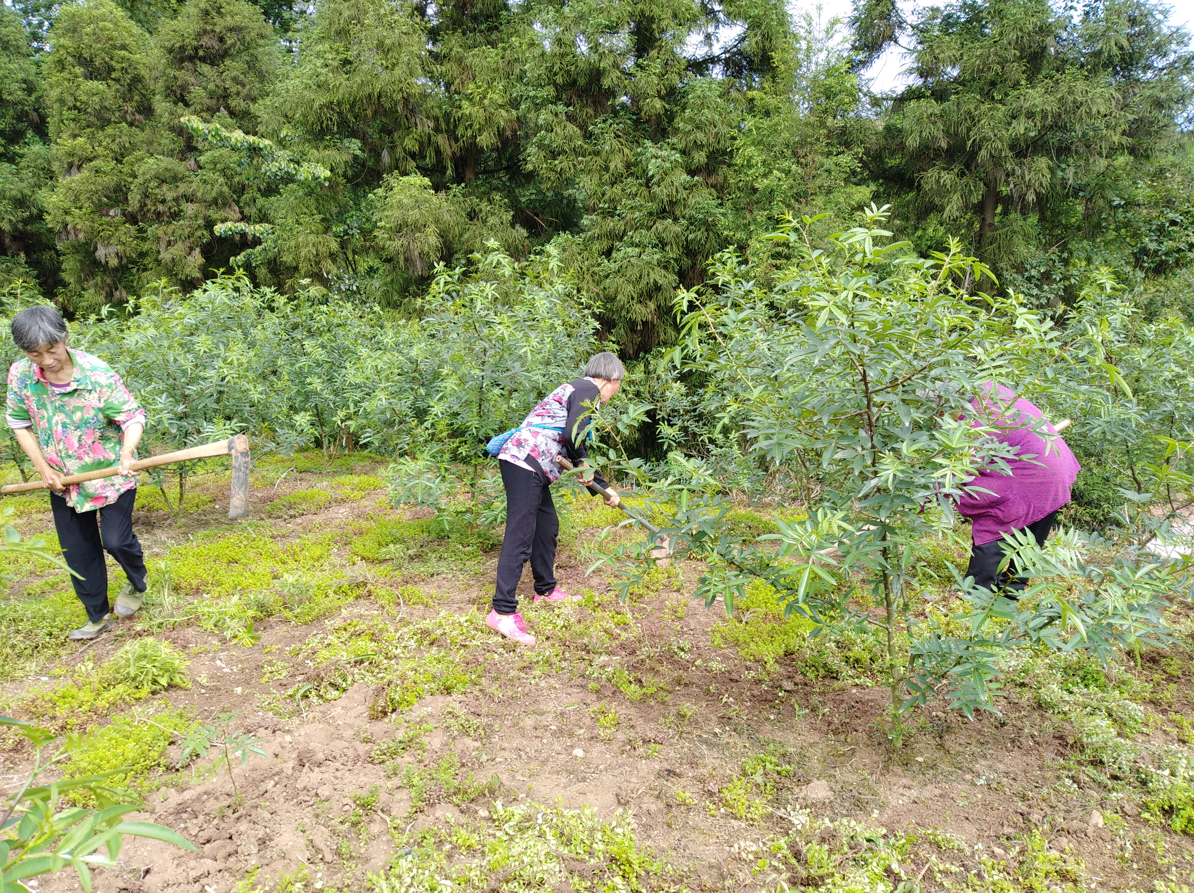 农村创业没钱没项目怎么办,农民创业没钱没地怎么创业