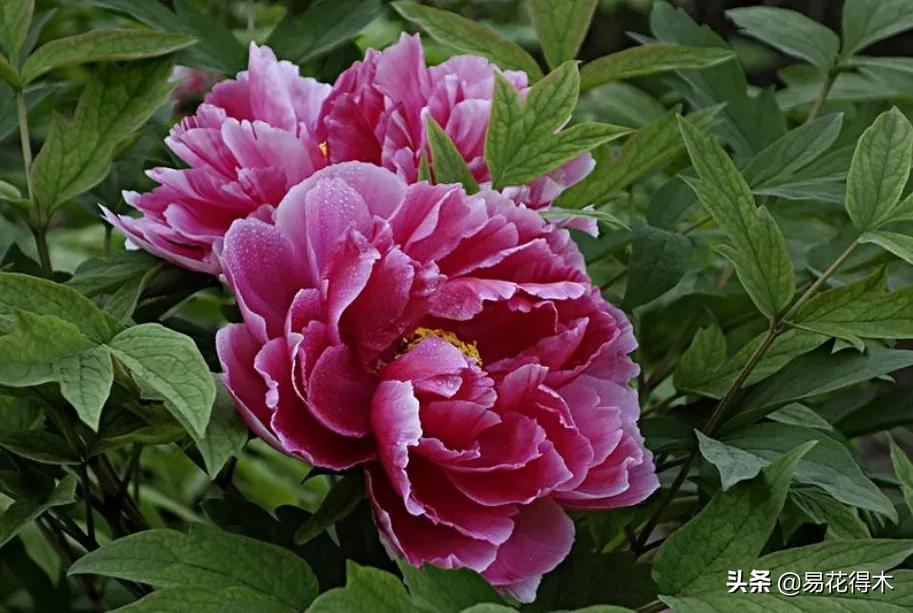 四季开花香味浓的观花植物,观叶型花卉有哪些花可以吃