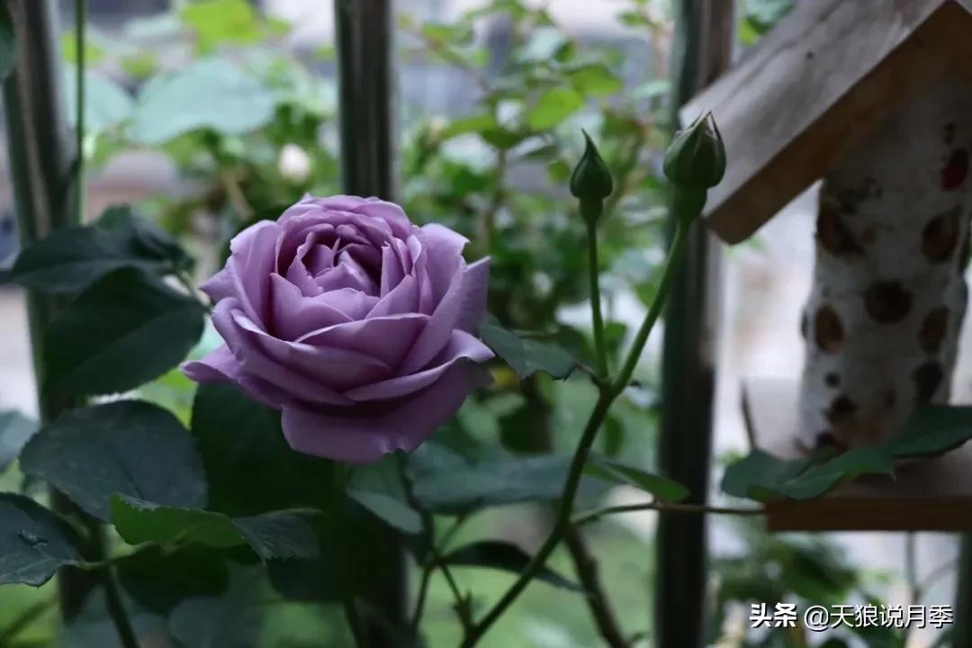 月季春季第一波花要不要剪,月季春季第一波花开后嫁接