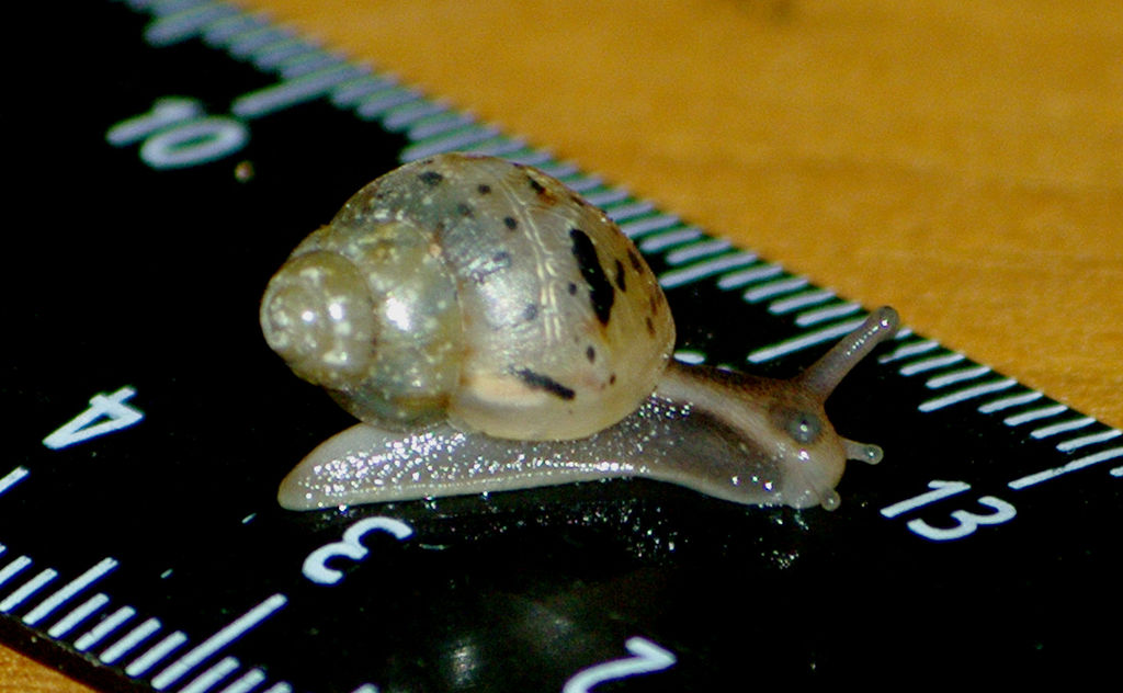 非洲野味入侵全球:在这种巨型蜗牛面前,中国吃货根本拽不起来