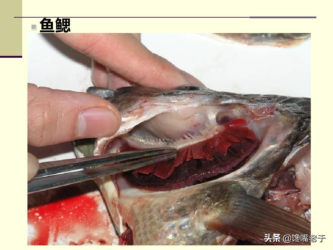 买海鲜必知道的事情,买海鲜需要掌握哪些知识