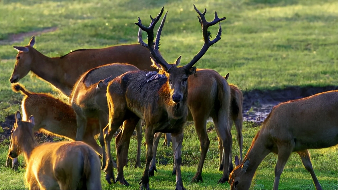 和麋鹿差不多的珍稀动物,麋鹿属于世界濒临灭绝的珍稀物种