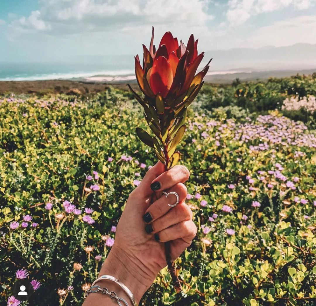 非洲猎游全攻略，让你分分钟玩转非洲草原