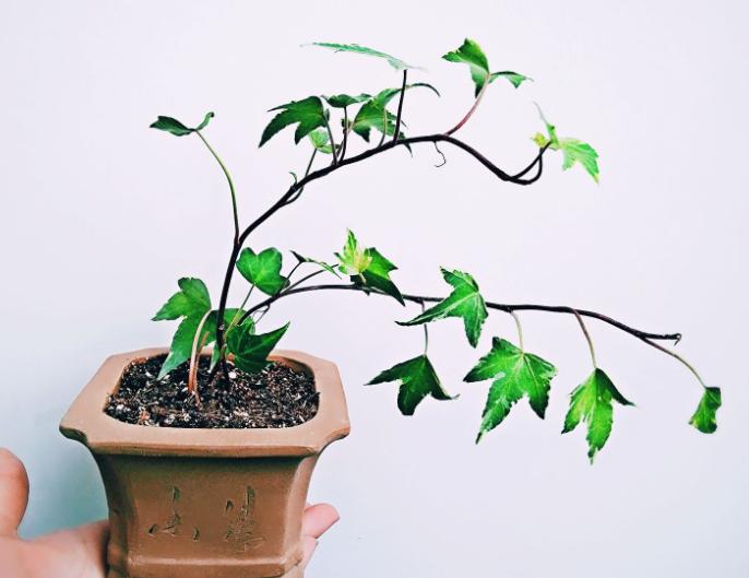 除甲醛的盆栽什么比较好,种植什么植物除甲醛