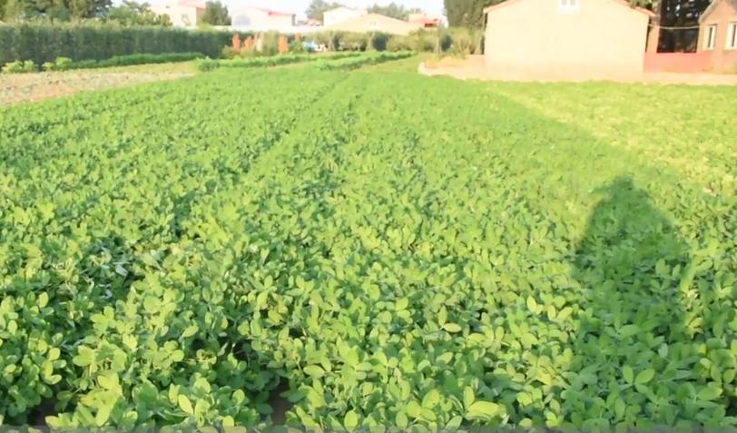 种花生时钙镁磷怎么施,花生什么时候补钙最合适