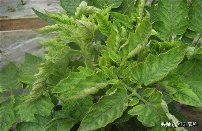 番茄最严重的病,番茄歪头病怎么防治