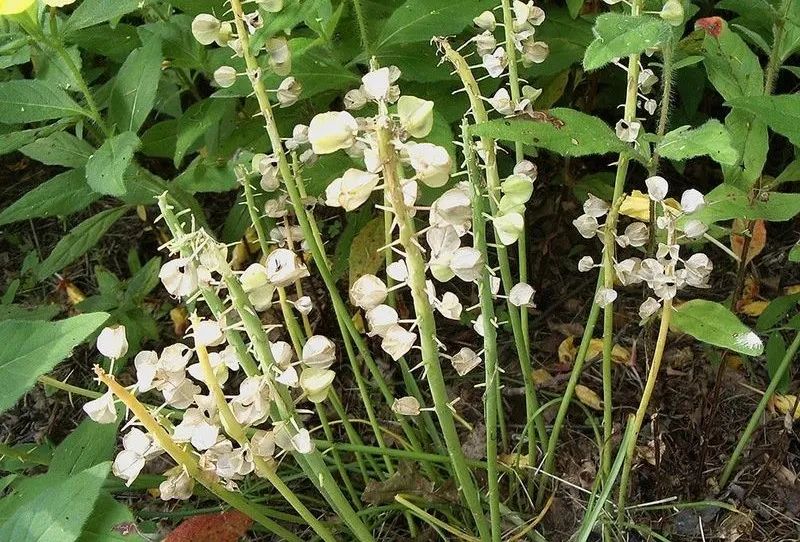 葡萄风信子盆栽在户外,葡萄风信子可以家养吗