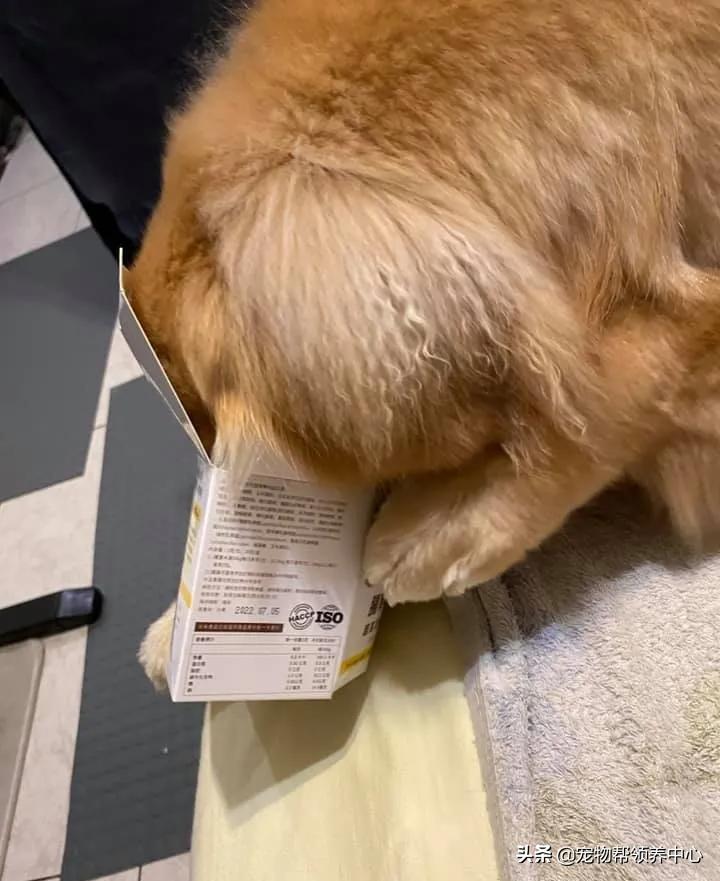 下巴胡须白花花!金毛嘴巴紧闭,双眼无辜卖萌:偶可没有偷吃