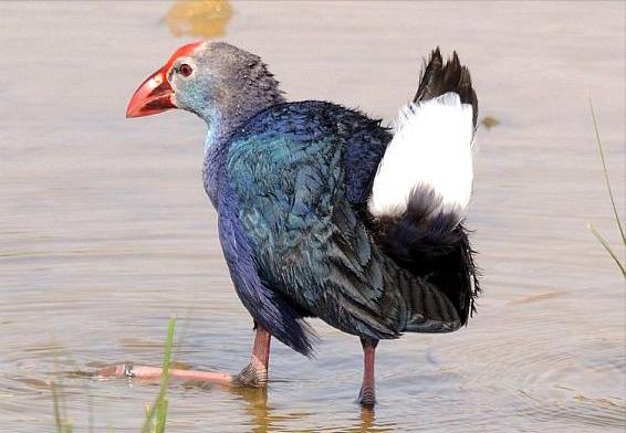 广东常见鸟类图谱图文,广东常见鸟类图谱