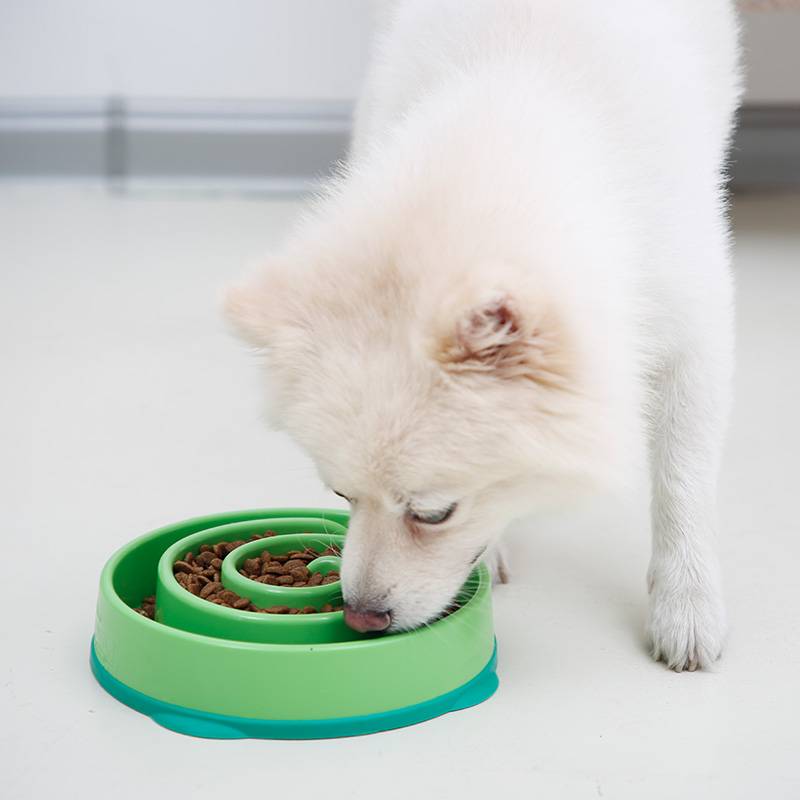 狗狗吃饭不老实教你一招马上纠正,狗狗吃饭太快还护食怎么改正