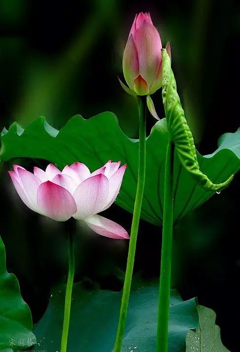 中国十大名花惊艳千年,中国十大名花美极了