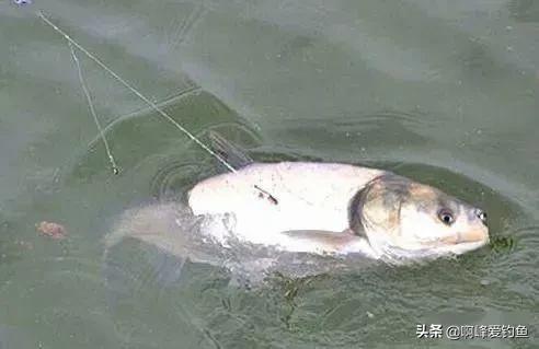 鲢鳙到底怎么钓才能钓得多,鲢鳙怎么才好钓