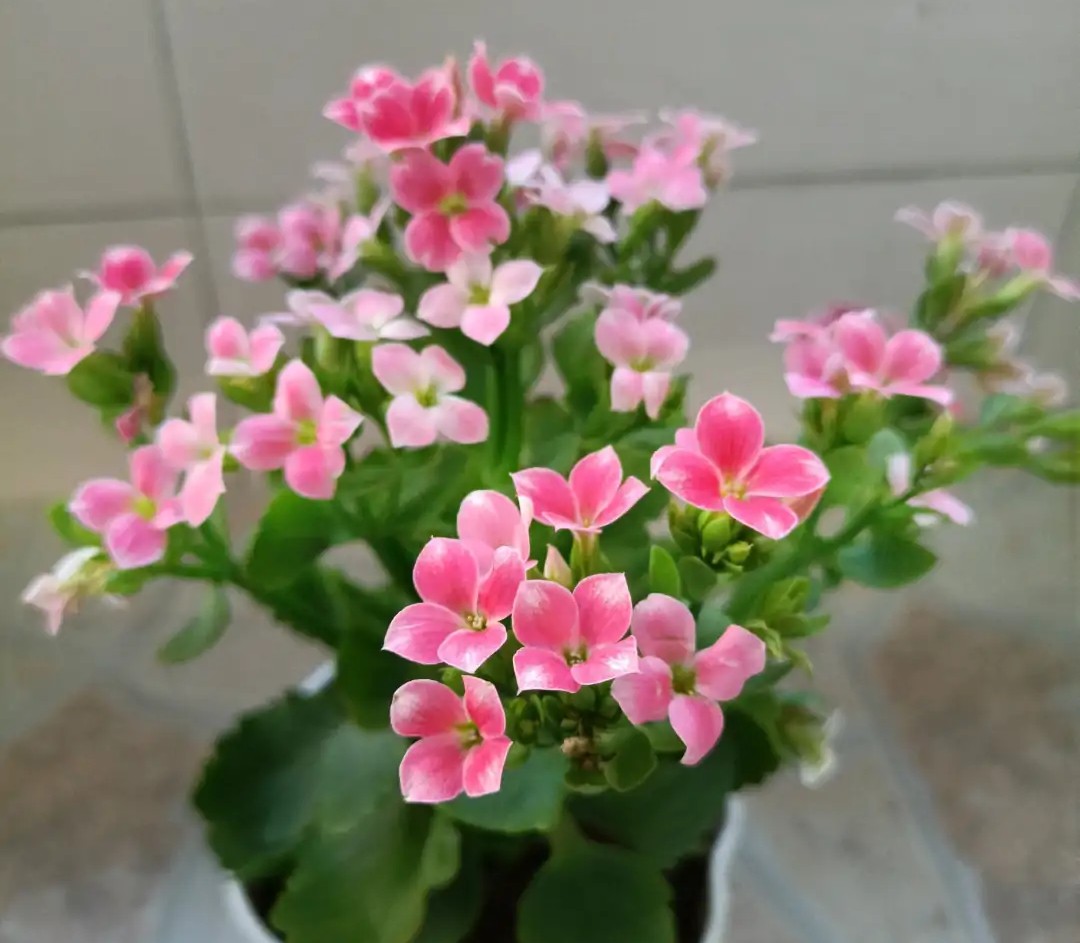 单瓣长寿花品种大全图,长寿花单瓣最好看的品种