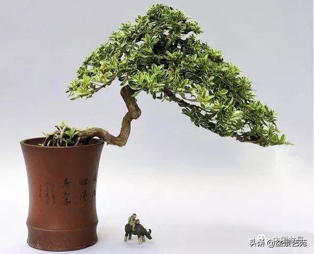 天生好养的36种盆景植物,什么植物盆景适合屋内养