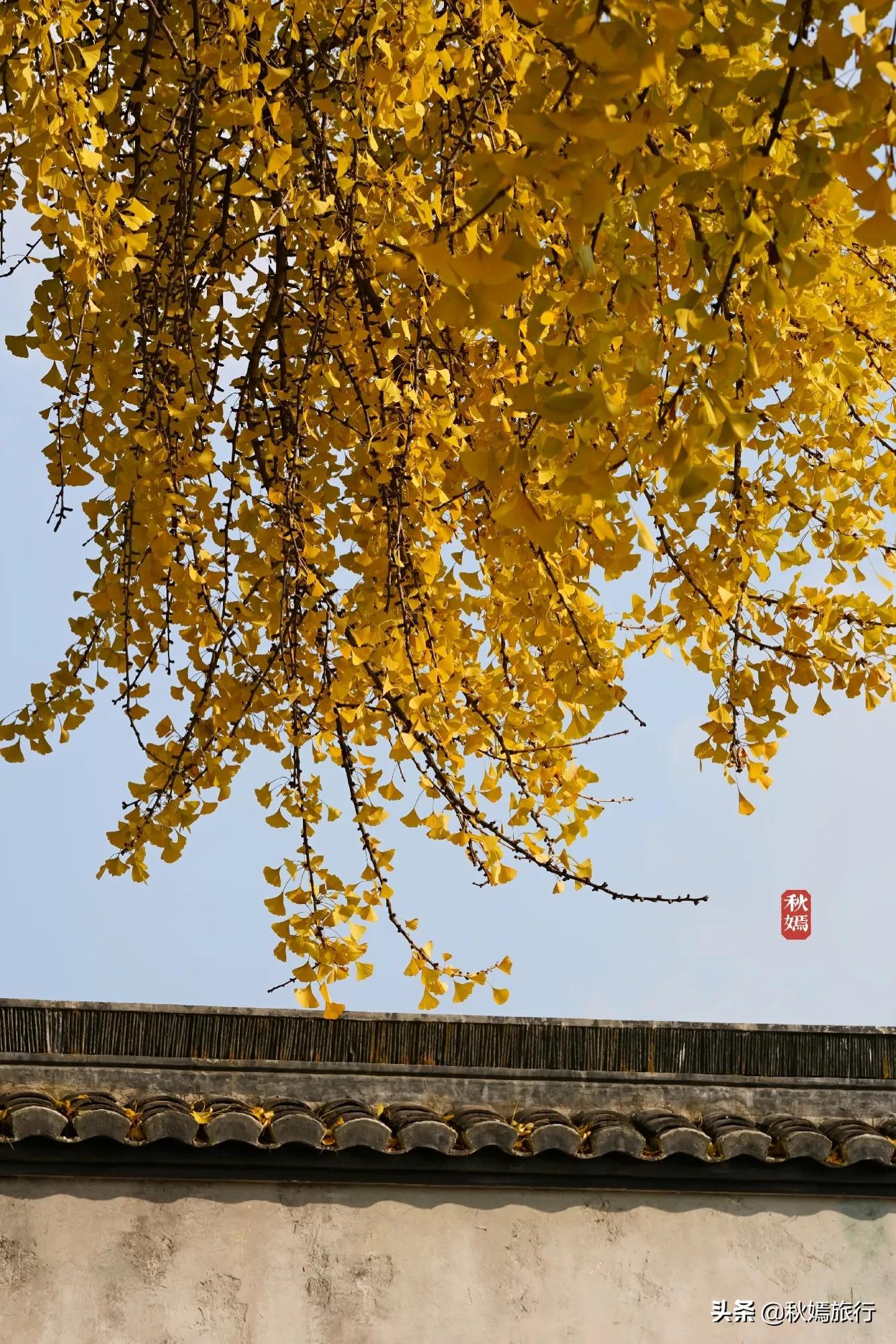 相城区北桥镇千年银杏树,苏州相城银杏打卡