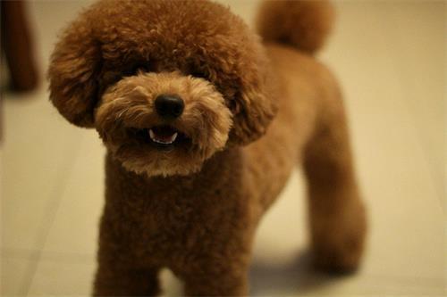 泰迪狗牙结石口臭怎么办,泰迪狗口臭是什么原因引起的