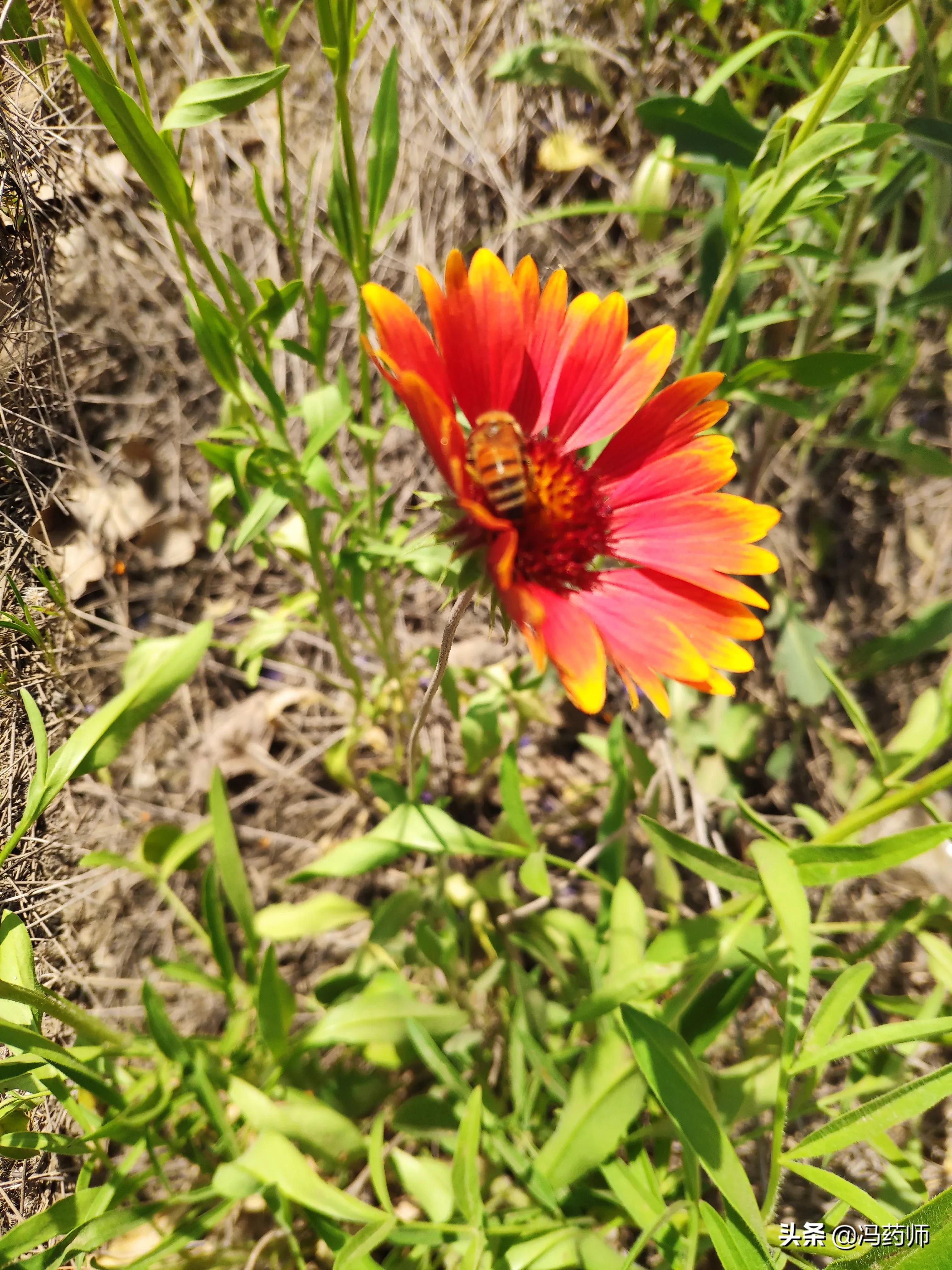 打鼾用药,打鼾的中药配方