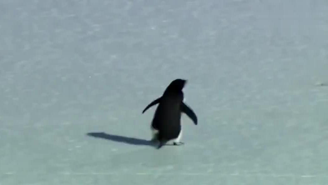 多地暴雨、全球变暖，自杀的企鹅却在为我们买单