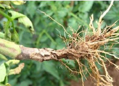 番茄茎部发黑防治的最佳方法,番茄主干发黑叶片黑点是什么病