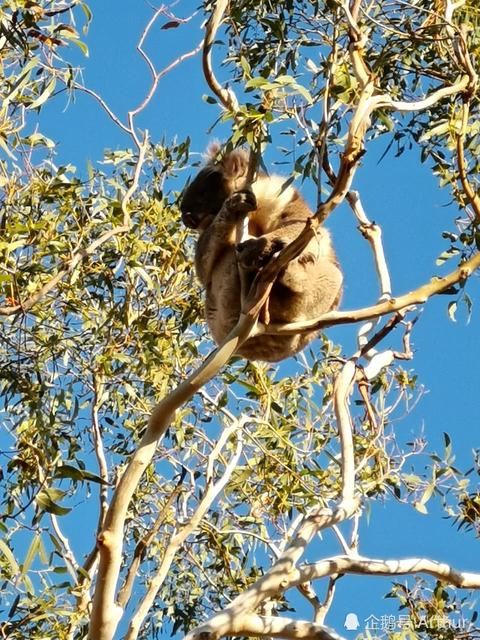 考拉能不能当宠物,如何养宠物考拉