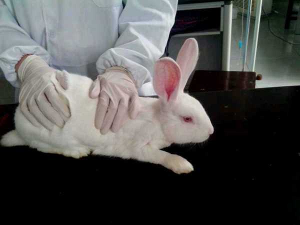 兔子野化,兔子野外环境是如何的